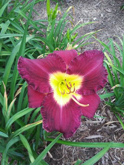 Kramer's Flower farm